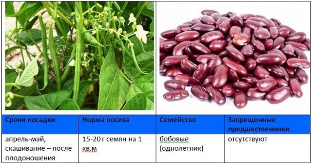 Зерновая фасоль фото